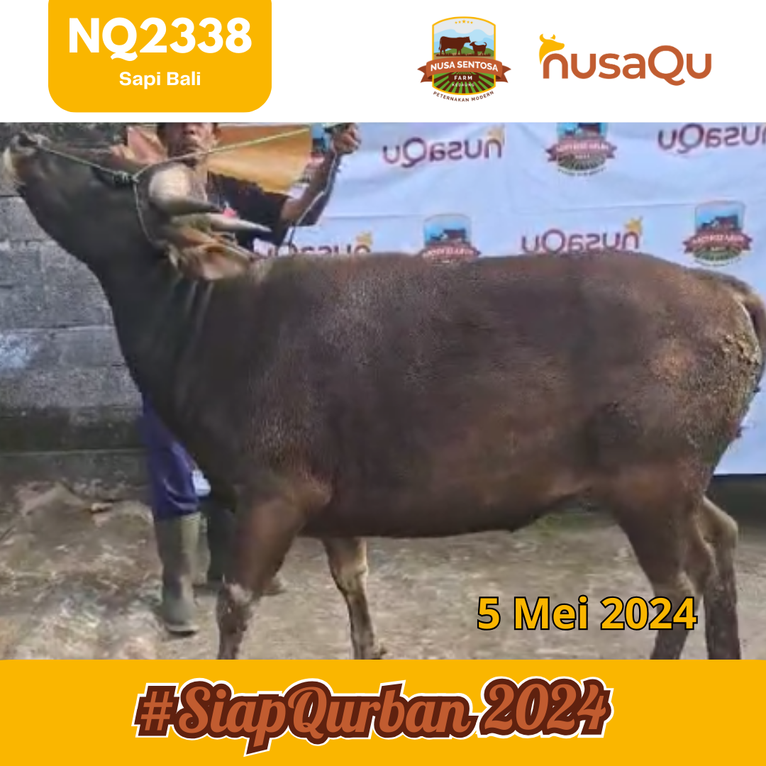 stok-sapi-bogor